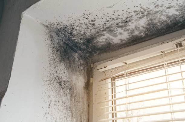 Affordable Attic Mold Remediation solutions in Fort Bragg, NC
